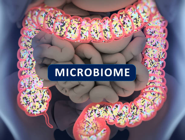 istock Gut bacteria , gut flora, microbiome. Bacteria inside the small intestine, concept, representation. 3D illustration. 700999206