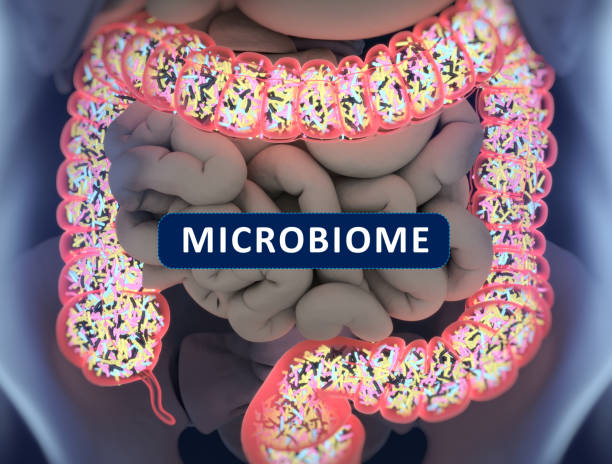 Gut bacteria , gut flora, microbiome. Bacteria inside the small intestine, concept, representation. 3D illustration. stock photo