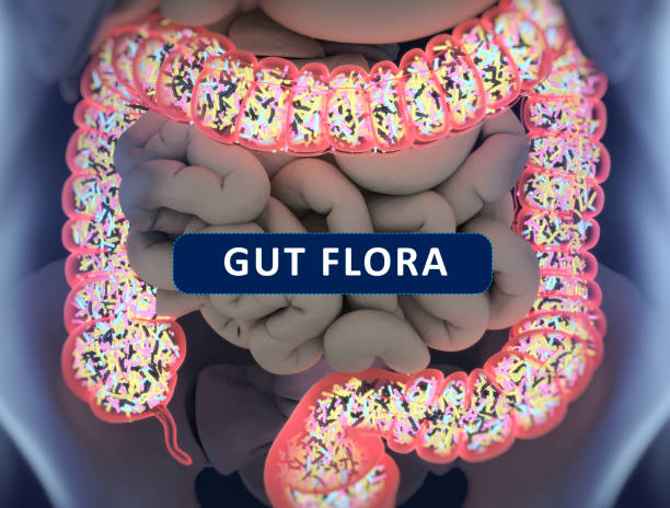 istock Gut bacteria , gut flora, microbiome. Bacteria inside the small intestine, concept, representation. 3D illustration. 700999246