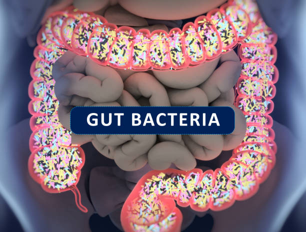 istock Gut bacteria , gut flora, microbiome. Bacteria inside the small intestine, concept, representation. 3D illustration. 700999290