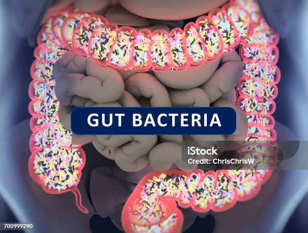 Gut Bacteria Gut Flora Microbiome Bacteria Inside The Small Intestine Concept Representation 3d Illustration Stock Photo - Download Image Now