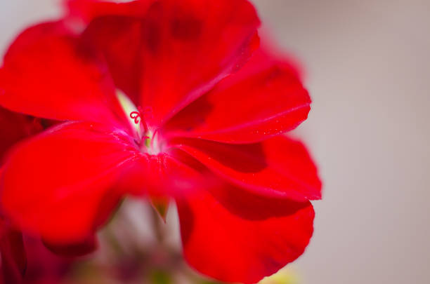 bright pelargonium decorate the yard in summer day