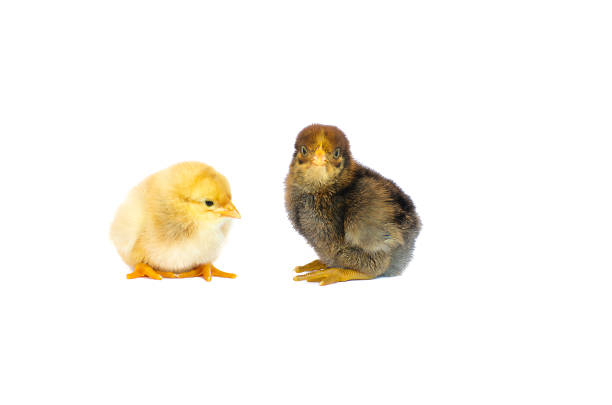 istock Small fluffy baby chick on limited 700999312