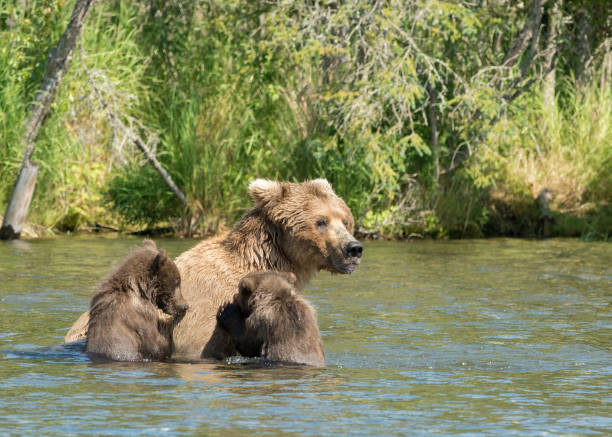 istock Alaskan brown bear sow and cubs 700999410