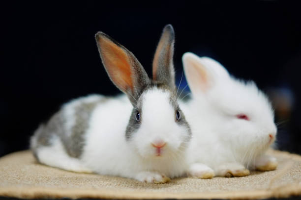 istock Adorable Bunnies of variable colors. 701002536