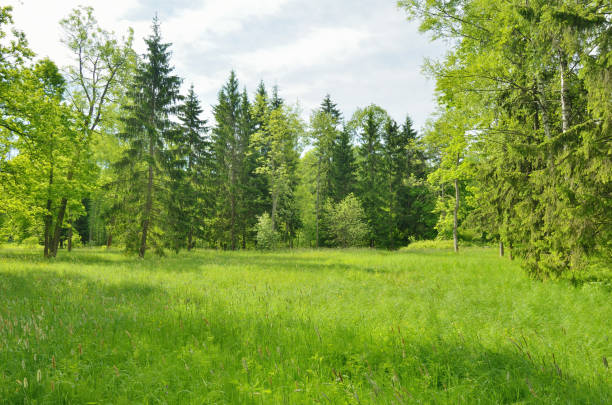 istock The natural landscape in the spring. 701002584