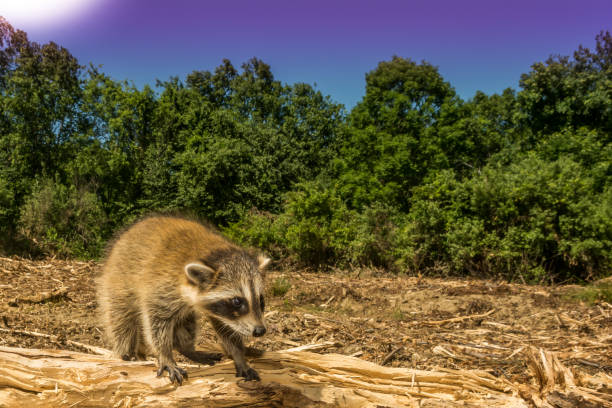 istock A lost baby Raccoon 701002588