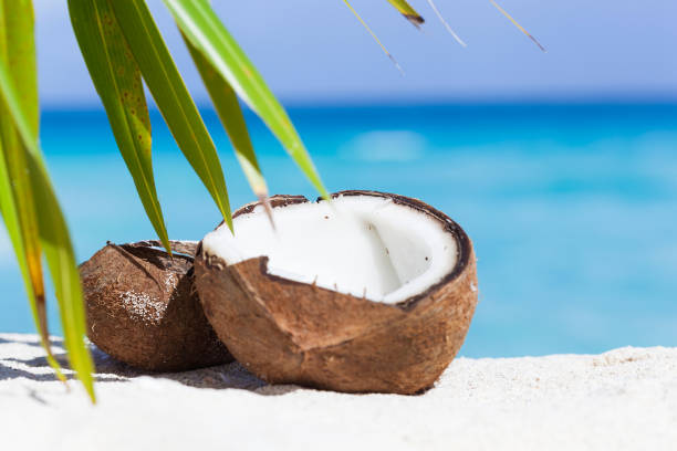 Broken brown coconut on sandy beach Two halfs of cracked brown coconut on white sandy beach with palms leaf and turquoise sea background, close up palm fiber stock pictures, royalty-free photos & images