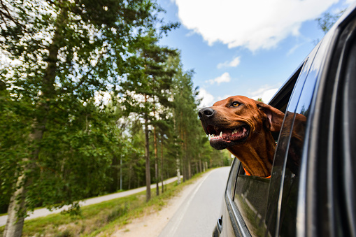 Smiling rhodesian ridgeback dog enjoying the ride in a car looking out of the window, ears flying in the wind