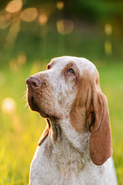istock Bracco Italiano sitting in grass at summer sunset 701016174