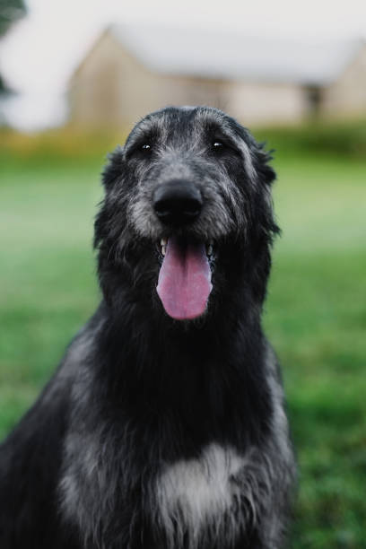 Irish Wolfhound sitting in the meadow Pleased Irish Wolfhound sitting in the meadow with a barn on the background finnish hound stock pictures, royalty-free photos & images