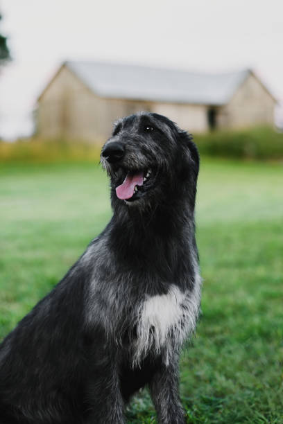 Irish Wolfhound sitting in the meadow Smiling Irish Wolfhound sitting in the meadow with a barn on the background finnish hound stock pictures, royalty-free photos & images