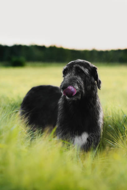 Irish Wolfhound standing in wheat field at sunset Gloomy Irish Wolfhound standing in the field of wheat licking its nose finnish hound stock pictures, royalty-free photos & images