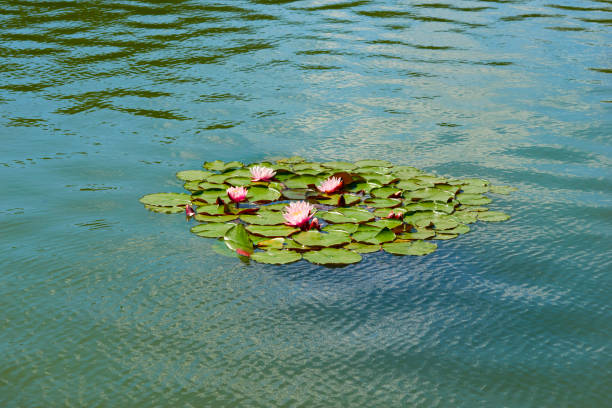 Pink water lilies floating on a rippled water in summer afternoon 1