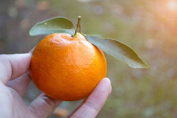 istock picking orange season coming 701038718