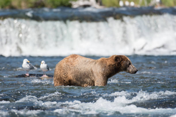 istock Alaskan brown bear fishing 701041764