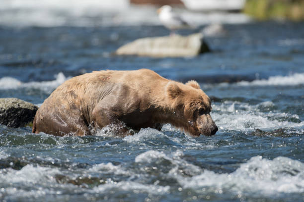 Alaskan brown bear fishing