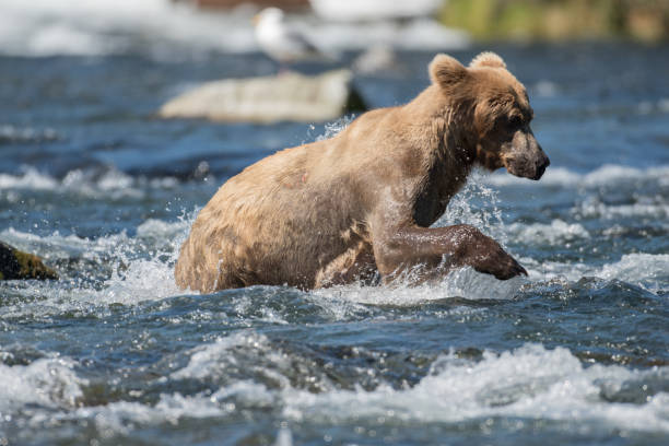 istock Alaskan brown bear fishing 701042158