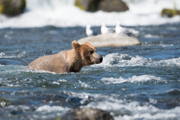 istock Alaskan brown bear fishing 701044200