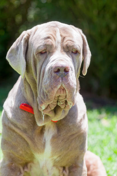 istock Neapolitan Mastiff Dog With A Red Tie 701044236