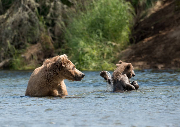 istock Alaskan brown bear sow and two cubs 701044594