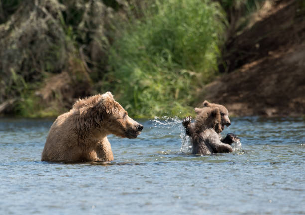 istock Alaskan brown bear sow and two cubs 701044616