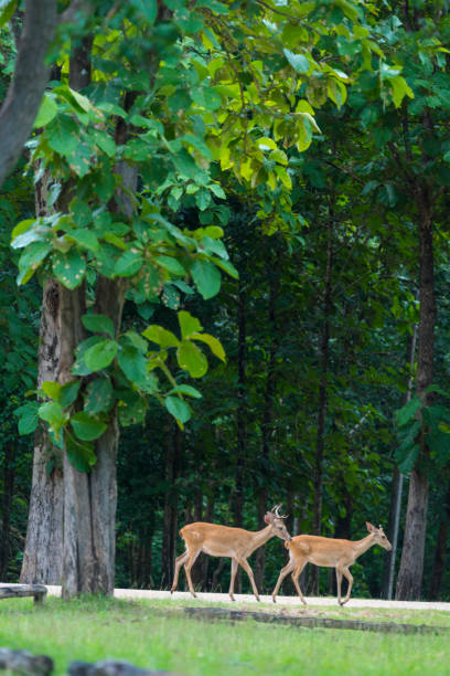 istock wild deer in Thailand national Park 701045168