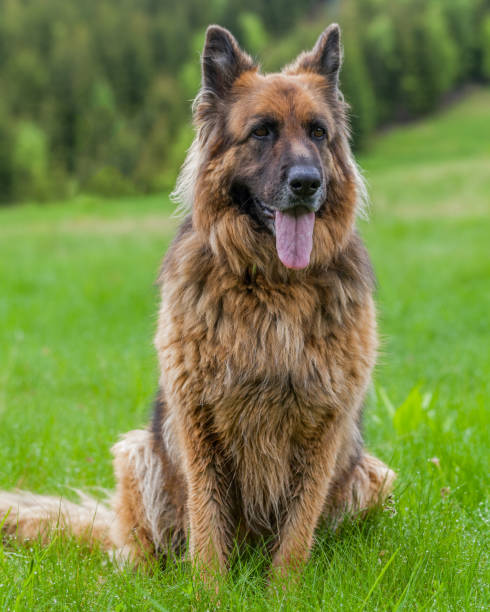 istock German Sheperd Female Dog Lying On Grass 701045184