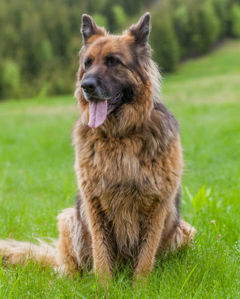 istock German Shepherd Looks Attentively In Retezat Mountains 701045496