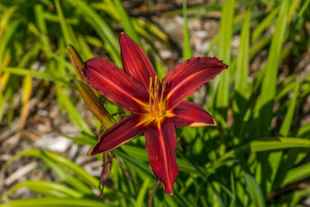 Red Tiger Lily. Red Tiger Lily. red tiger lily stock pictures, royalty-free photos & images