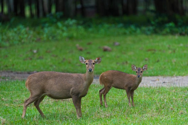 istock wild deer in Thailand national Park 701050290