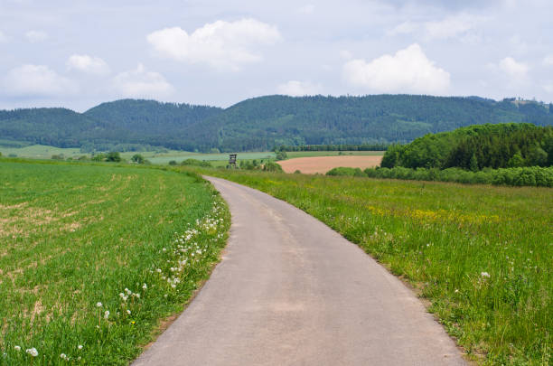 Beautiful country road in the middle of forest.