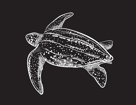Hand drawn detailed marine element. Leatherback Turtle