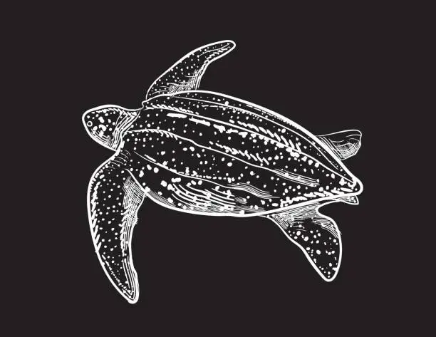 Vector illustration of Engraving Style Marine and Nautical Element - Leatherback Turtle