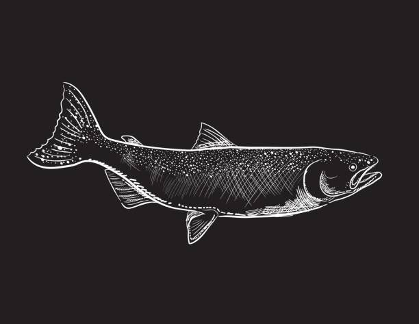 Engraving Style Marine and Nautical Element - Coho Salmon Hand drawn detailed marine element. Coho Salmon freshwater fish stock illustrations