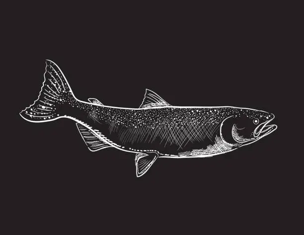 Vector illustration of Engraving Style Marine and Nautical Element - Coho Salmon