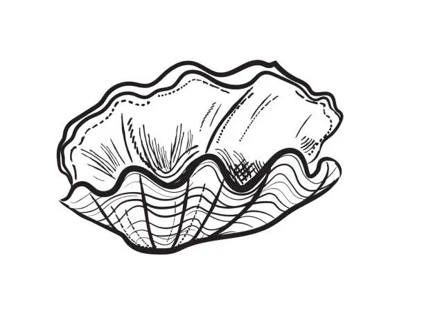 Vector illustration of Engraving Style Marine and Nautical Element - Clam Shell