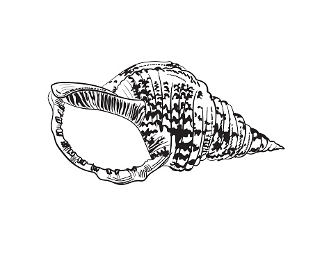 Hand drawn detailed marine element. Triton Shell