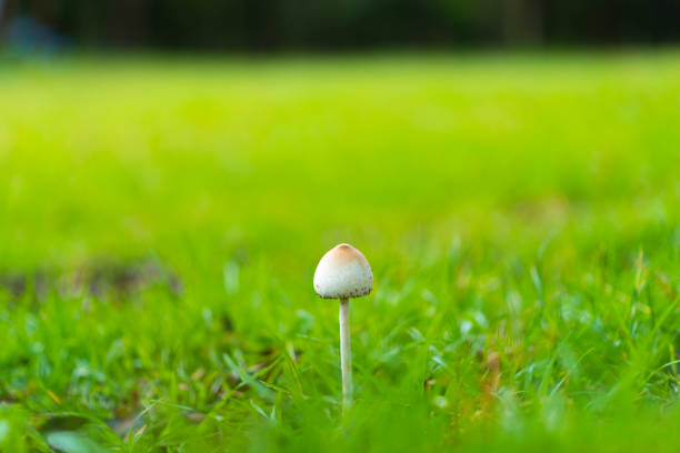 mushroom on green grassland
