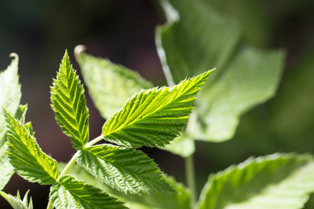 istock green leaves on the tree in nature 701058350