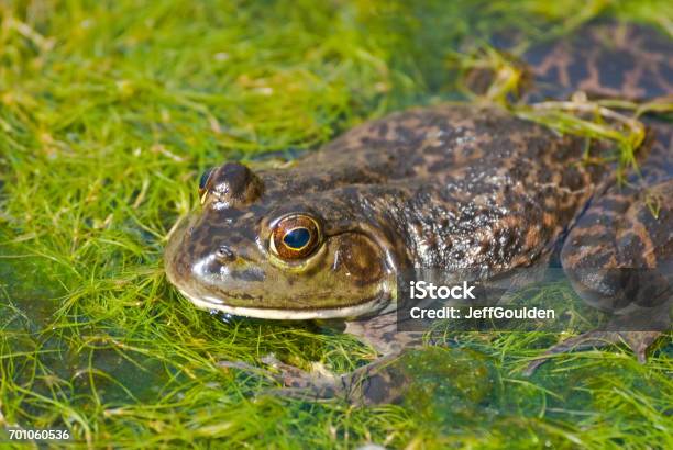 American Bullfrog In A Pond Stock Photo - Download Image Now - Arizona, Bullfrog, American Bullfrog