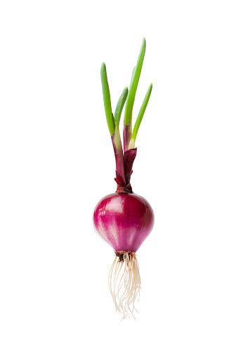 Red  onion with roots
