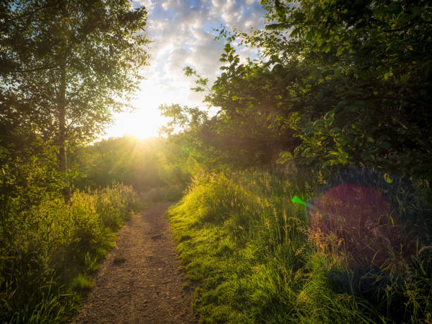 istock Summer Countryside morning,Northern Ireland 701063434