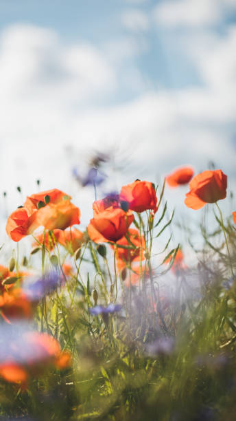 istock Red poppy in beautiful sunset light 701066062