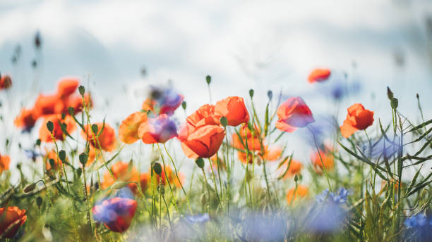 아름 다운 일몰 빛에 붉은 양 귀 비 - poppy field red flower 뉴스 사진 이미지