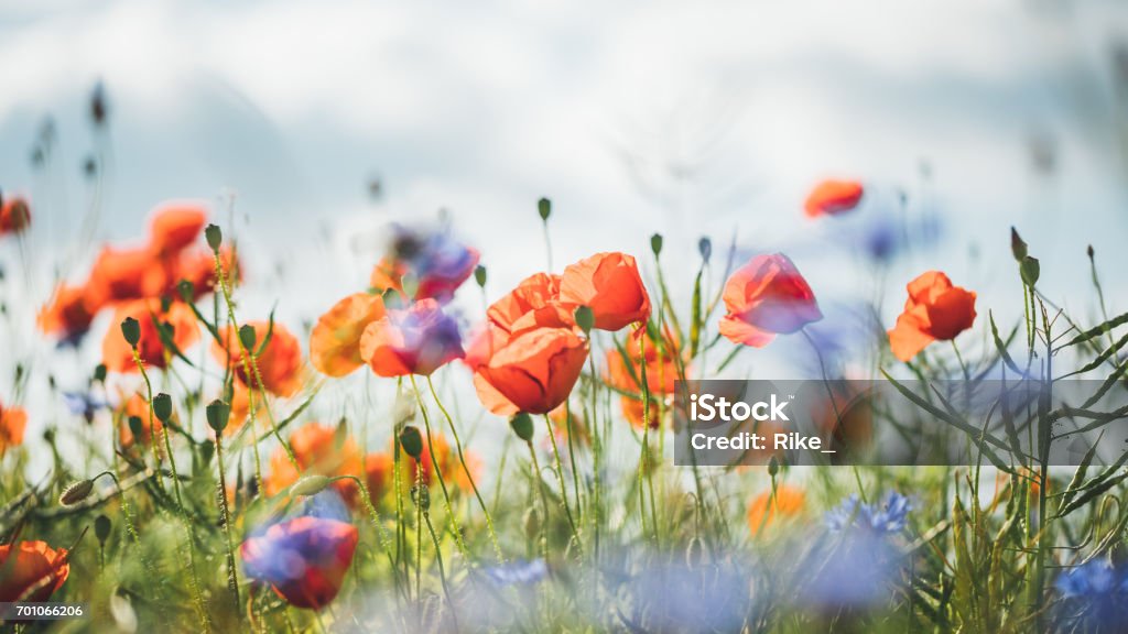 Red poppy in beautiful sunset light Flower Stock Photo