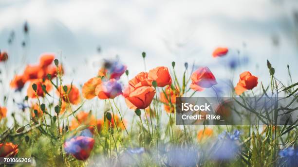 Red Poppy In Beautiful Sunset Light Stock Photo - Download Image Now - Flower, Meadow, Poppy - Plant