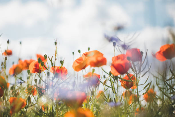 istock Red poppy in beautiful sunset light 701068630