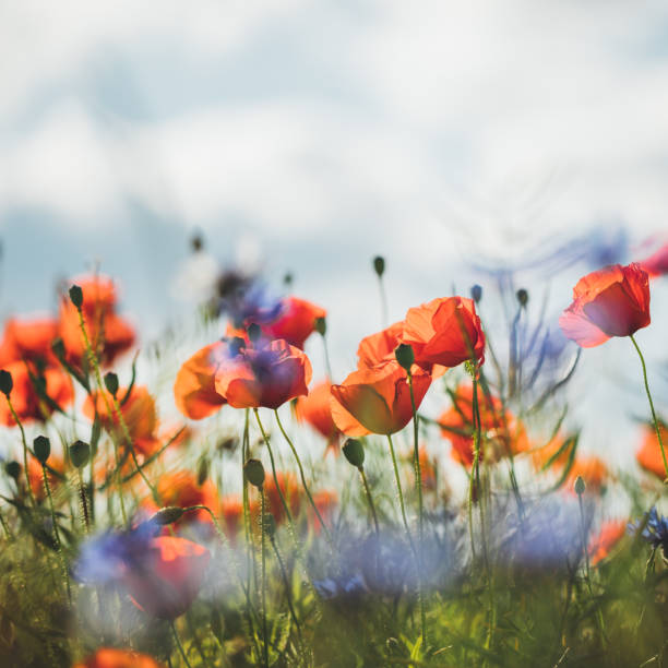 istock Red poppy in beautiful sunset light 701068726
