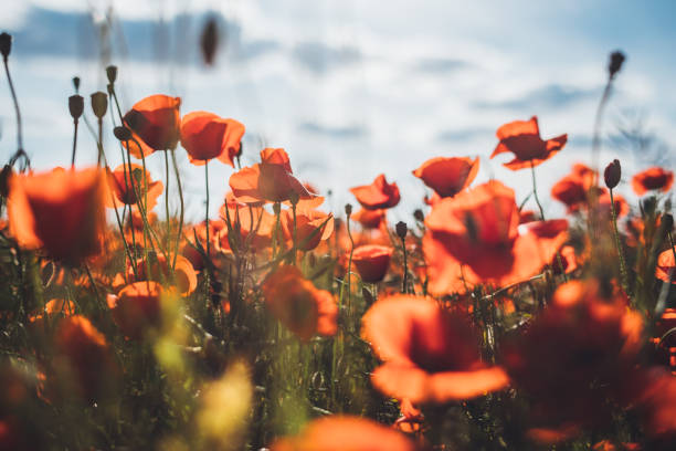 istock Red poppy in beautiful sunset light 701069006